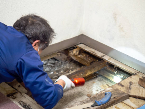 Best Mold Removal Specialists  in Davisboro, GA