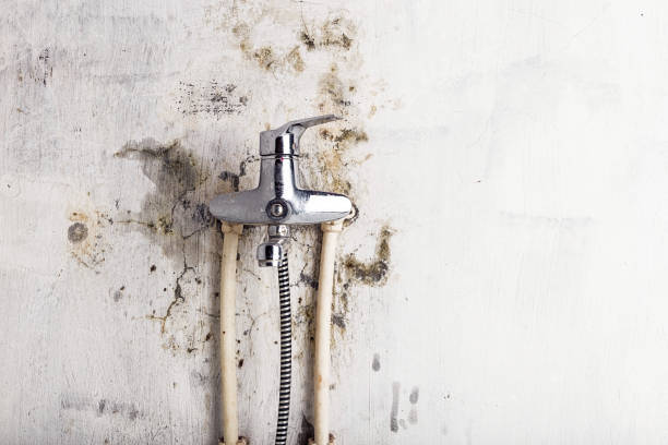 Best Mold Removal Process  in Davisboro, GA