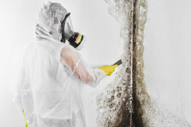 Best Mold Damage Repair  in Davisboro, GA