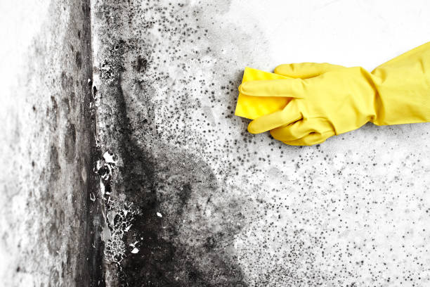 Best Emergency Mold Removal  in Davisboro, GA