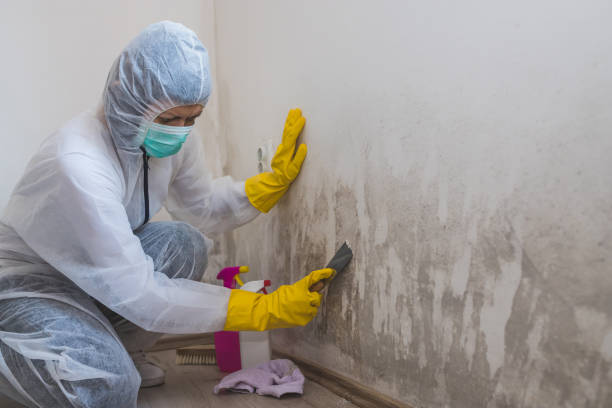 Best Office Mold Removal Services  in Davisboro, GA