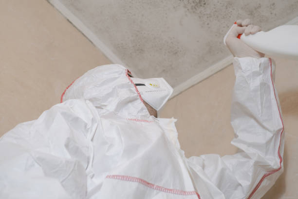 Best Mold Removal Company Near Me  in Davisboro, GA