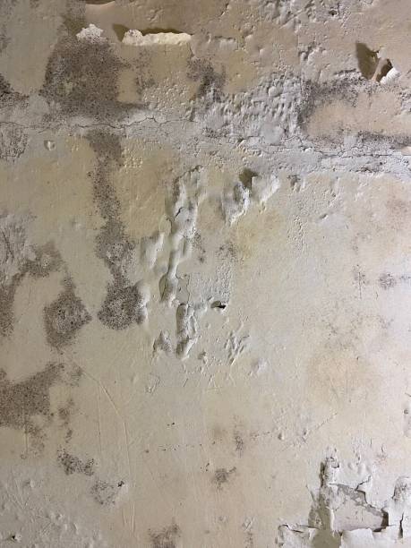 Best Mold Cleaning Services  in Davisboro, GA