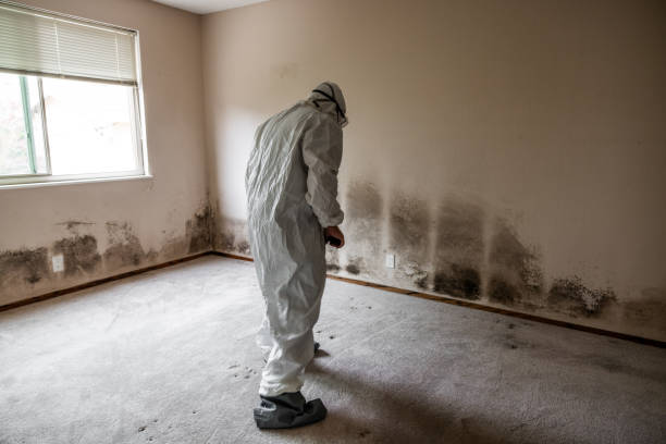 Best Residential Mold Removal  in Davisboro, GA