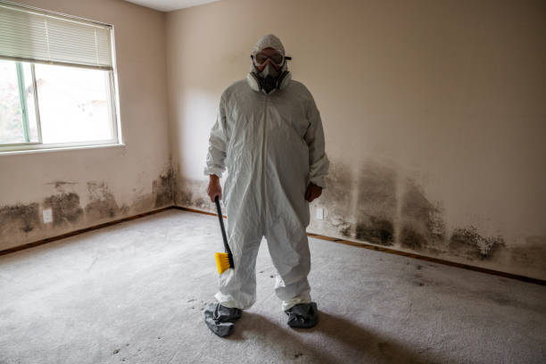 Best Local Mold Removal Service  in Davisboro, GA
