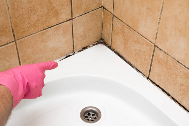 Best Mold Removal Company Near Me  in Davisboro, GA