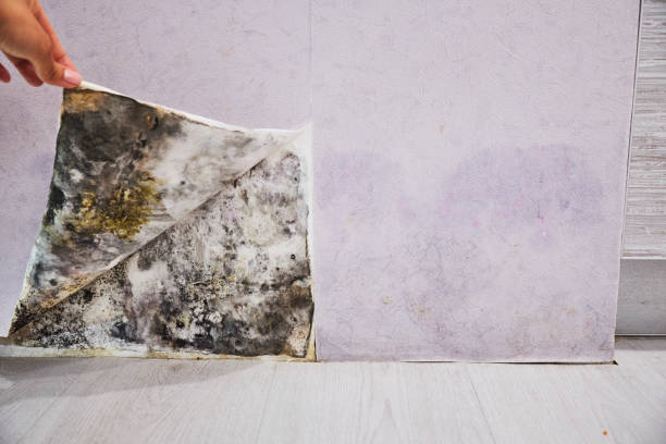 Best Mold Testing  in Davisboro, GA
